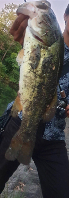 ミッドサマー難しい