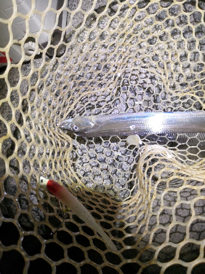 太刀魚の時合いは短時間