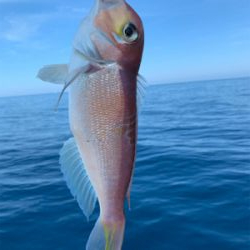 マイボートでアマダイ狙い