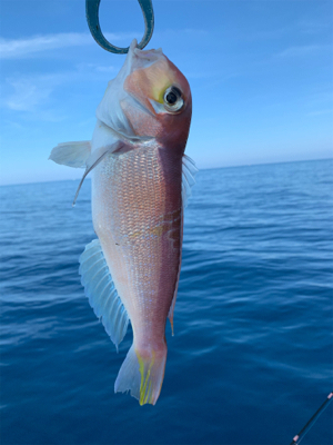 マイボートでアマダイ狙い