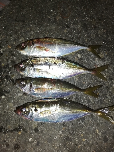 アジ回遊ポツリ