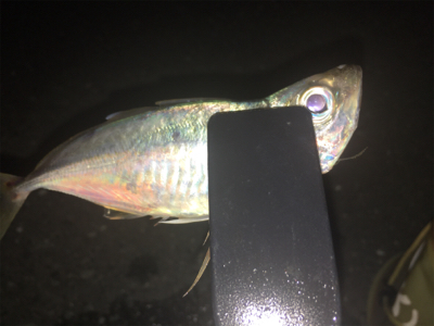 いつものアジング