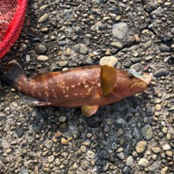 ロックフィッシュ