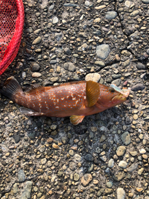 ロックフィッシュ