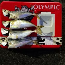 アジング練習 178