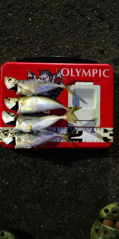 アジング練習 178