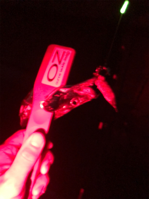 令和2年タチウオ開幕