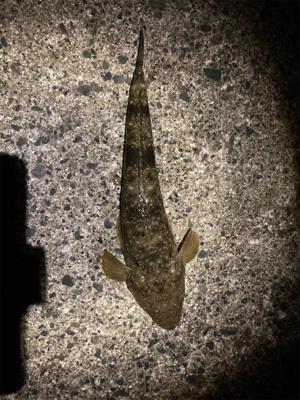 初心者のマゴチ フィッシング