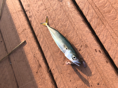 飛ばしサビキでサバ