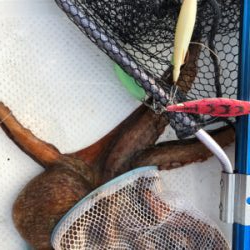 久しぶりのジギング