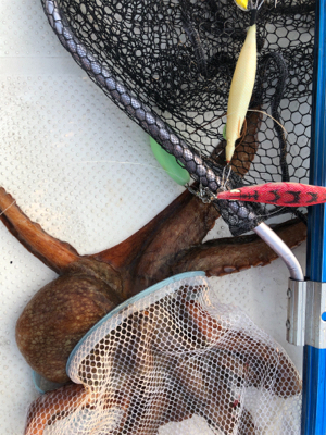 久しぶりのジギング