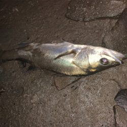 朝マズメ〜夕まずめ