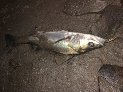 朝マズメ〜夕まずめ