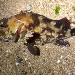 ガシモーニング