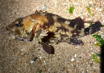 ガシモーニング