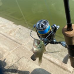 ギル時々モツゴ