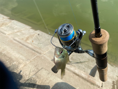 ギル時々モツゴ