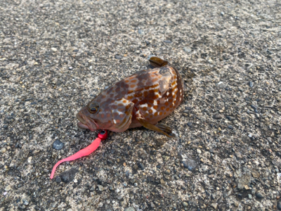 アジングの予定が