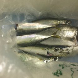 小鯖が大きくなってる!