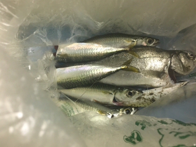 小鯖が大きくなってる！