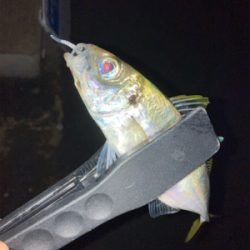 今日のアジング