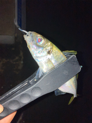 今日のアジング