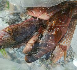 キジハタ(チビハタ)とカサゴ、アオリイカ