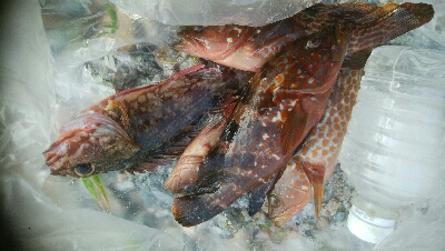 キジハタ(チビハタ)とカサゴ、アオリイカ