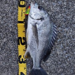 宮崎港でチニング