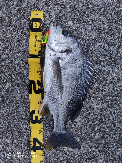 宮崎港でチニング