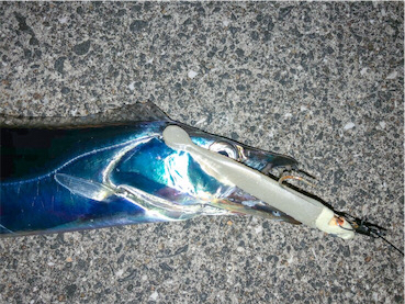 タチウオワインド020821