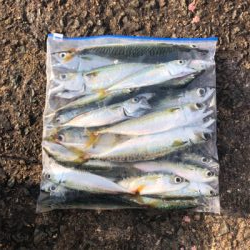 鯖、小鯖、たまに豆アジ