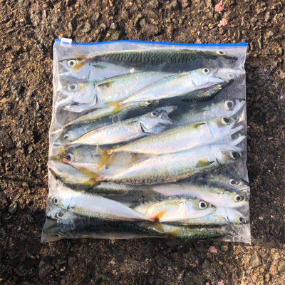 鯖、小鯖、たまに豆アジ