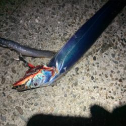 タチウオ釣れました