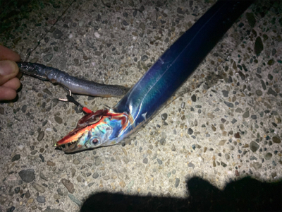 タチウオ釣れました