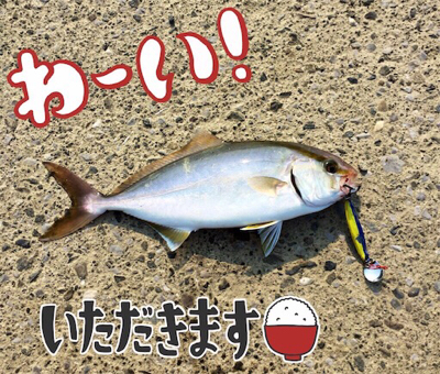1年ぶりに釣れた青物！