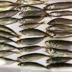 青物狙いでしたが⁉️