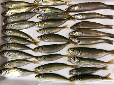 青物狙いでしたが⁉️