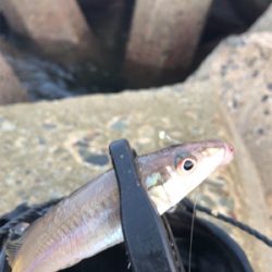 木材港でキス釣り(^^)