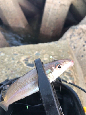 木材港でキス釣り(^^)