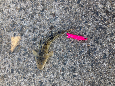 真夏のマゴチ　サイズが・・