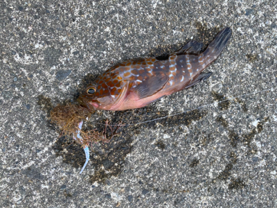 ロックフィッシュ祭り