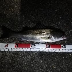 シーバスゲーム