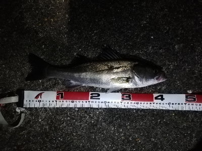 シーバスゲーム