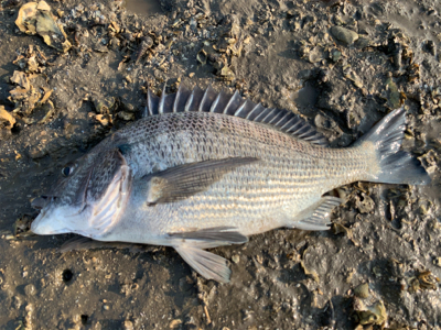 朝マズメ〜夕まずめまで頑張って！