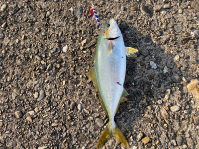 青物、太刀魚！