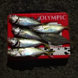 アジング練習 179