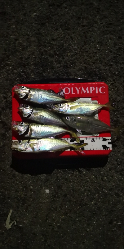 アジング練習 179