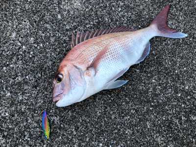 020822ショアレッド