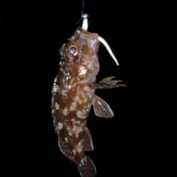 フロート・ガシリングと、ベリング